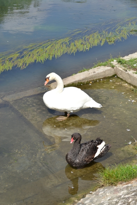 l''amore non ha confini